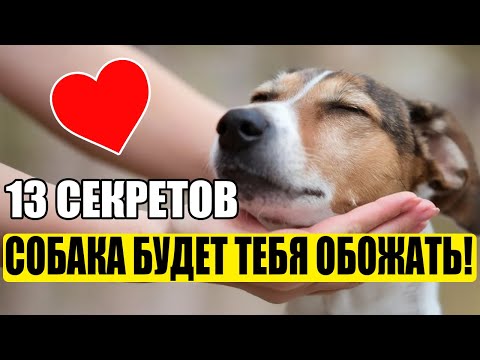 Видео: 13 СЕКРЕТОВ, от Которых Собака Начнет ОБОЖАТЬ Тебя!