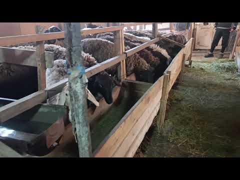 Видео: Ургаачы жана бычмал козулар сатылат тел 0700990566