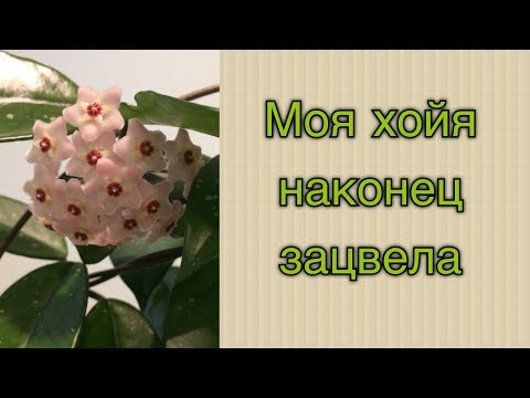 Видео: Моя хойя наконец зацвела