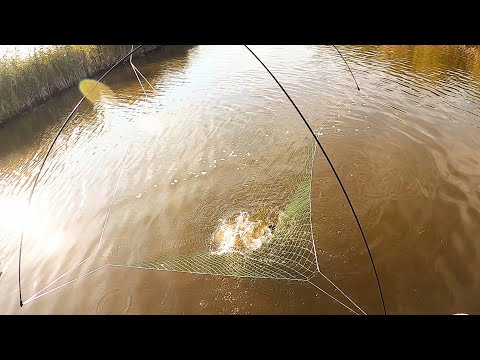 Видео: ДА ТУТ ПРОСТО ВАЛОМ РЫБЫ!!! ЗАБРАЛИСЬ В ДИКИЕ МЕСТА И ДАВАЙ ЛОВИТЬ. КРУПНЫЕ КАРАСИ НА ПАУК-ПОДЪЁМНИК