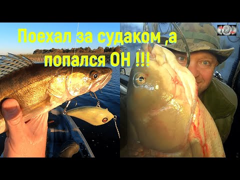 Видео: Поехал за судаком и жерехом ,а попался ОН !!! #рыбалка #fishing #spinning