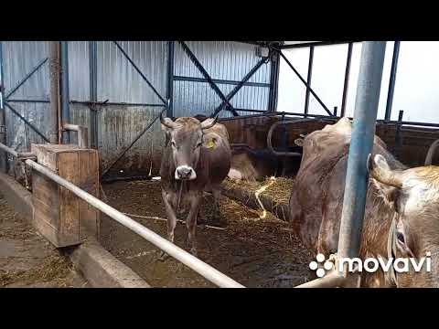 Видео: Костромская и швицкая порода коров. Какие отличия?