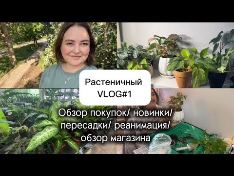 Видео: Влог#1 |ОБЗОР покупок для растений | НОВИНКИ | ОБЗОР МАГАЗИНА | пересадки | реанимация | ТРИПСЫ