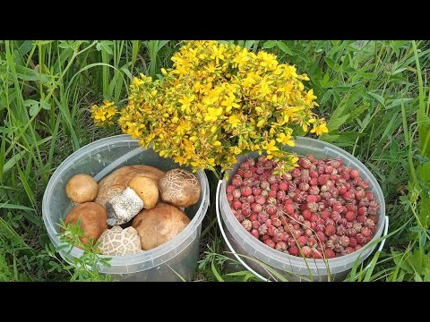 Видео: 4800 рублей на клубнике за семь часов сбора. Сбор ягоды и грибов. Зарыбляю речку линьком.