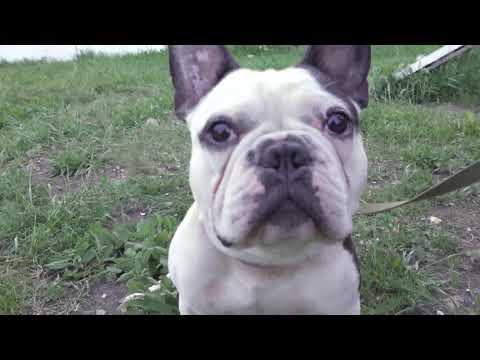 Видео: Результат успешной дрессировки французского бульдога
