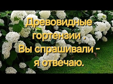 Видео: Всё  о древовидной  гортензии.