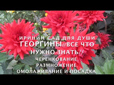 Видео: ГЕОРГИНЫ//Всё что нужно знать//Черенкование, размножение, омолаживание и посадка.
