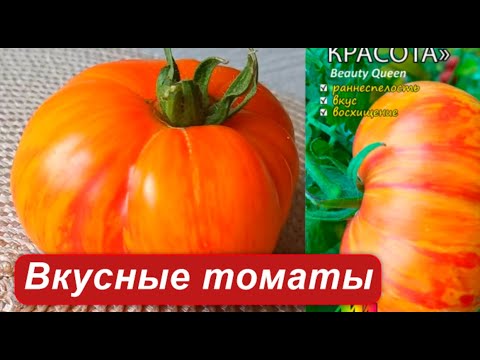 Видео: Томаты сезон 2025