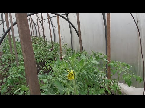 Видео: ТОМАТЫ МНОГО ЛЕТ НА ОДНОМ МЕСТЕ? МОЖНО! Ольга Чернова.