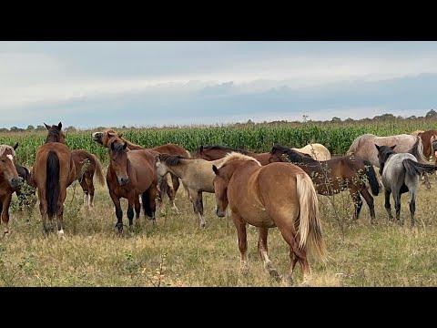 Видео: Великий Вибір Коней На Продажу