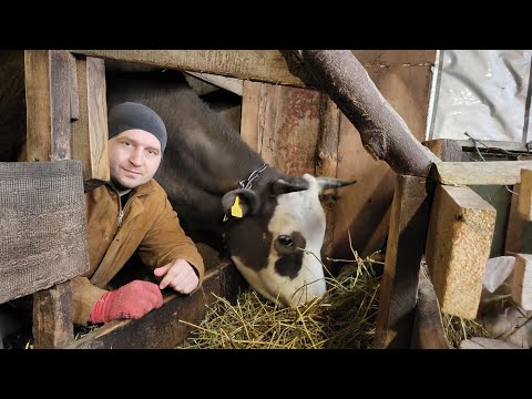Видео: ‼️ Буде одна корова 🐮🥛Здали корову 😭 Чому ❓ Корови як бізнес 🤔#cow #farmer #farm #goat #pig