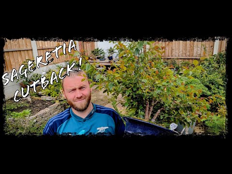 Видео: Будущая звезда бонсай? Сагеретия с тремя стволами!