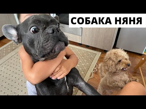 Видео: Французский Бульдог - собака Няня, Антистресс/#kobzevbullz
