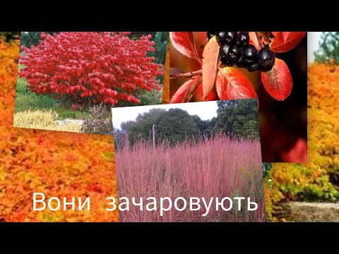 Видео: Що восени перефарбовується в саду #декоративнийсад 
