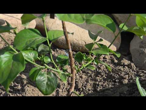 Видео: "Хурма в холодном климате", Схема выращивания, ТРИЗУБЕЦ.