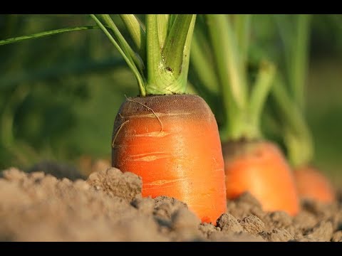Видео: КАК ПОСАДИТЬ МОРКОВЬ чтобы НЕ ПРОРЕЖИВАТЬ.