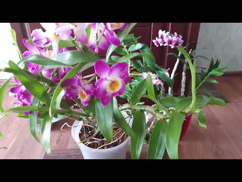 Видео: Как и когда я срезаю отцвёвшие туберы на орхидее Нобиле