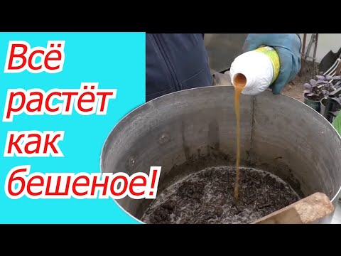 Видео: Готовим эффективную органическую подкормку от которой ВСЁ растёт!