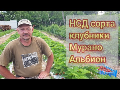 Видео: Обзор сортов клубники НСД Мурано Альбион