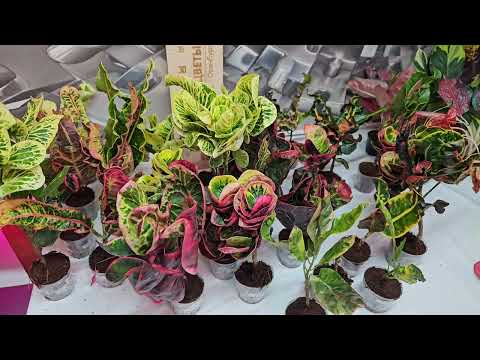 Видео: Распаковка совместной закупки Кротонов и других растений. #кротон