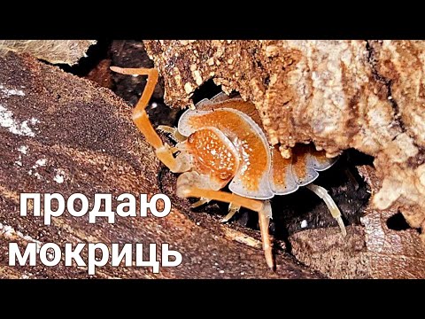 Видео: ПРОДАЮ мокриць Porcellio hoffmannseggi orange | як облаштувати тераріум для ізоподів покроково