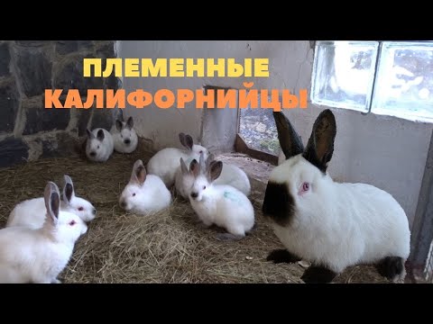 Видео: Массовые окролы калифорнийских кроликов