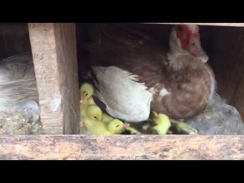 Видео: Мускусная утка//Как поступись с утятами? Забирать?