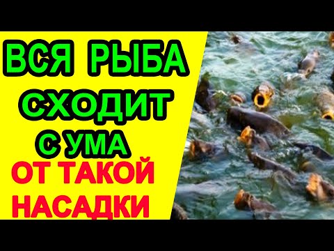 Видео: Вся рыба сходит с ума, от такой насадки! Секретная насадка для рыбалки! #рыбалка