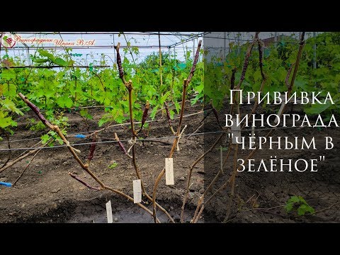 Видео: Прививка винограда "чёрным в зелёное"