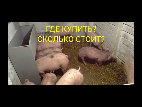 Видео: НОВАЯ БУНКЕРНАЯ КОРМУШКА В ДЕЛЕ • ПРОВЕРЯЮ НА СВИНЬЯХ • Сім'я в селі.