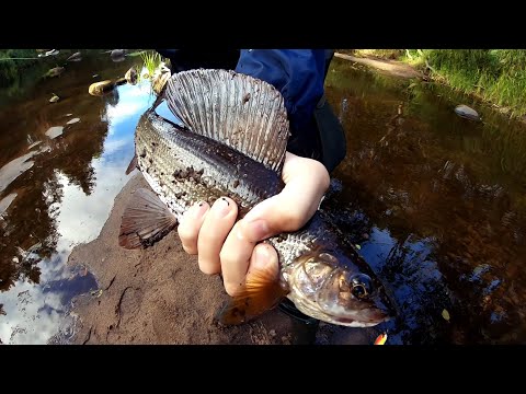 Видео: Наловили кабанов! Ловля Хариуса на спиннинг на лесной речке.