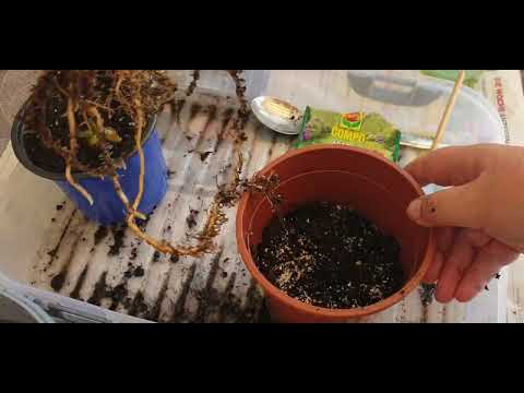 Видео: Пересадка и обработка Калатеи .