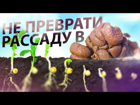 Видео: ПОЧЕМУ СЕМЕНА НЕ ВСХОДЯТ? БОРЬБА И ПРИЧИНЫ