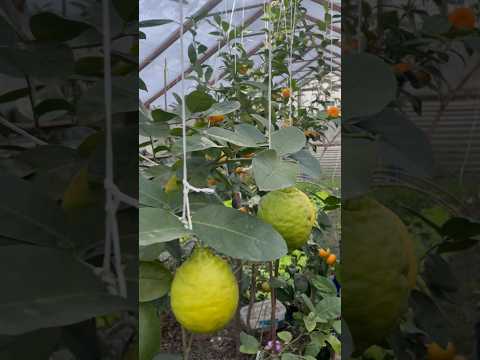 Видео: Вітамін С у всій красі🍋🍊 #shortvideo #grandma #nature #fruit #lemon #plants #orange #красота