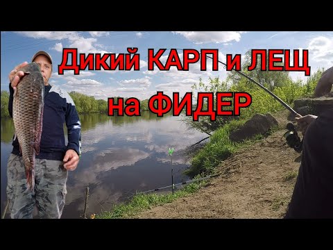 Видео: БЮДЖЕТНЫЙ ФИДЕР Kaida Falcons Power СНОВА в ДЕЛЕ #рыбалка2023 #ловлялеща #рыбалка #карп #фидер