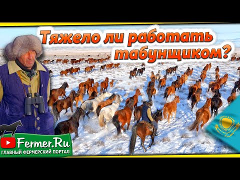 Видео: Как получить первоклассный табун? Что важно знать? Бизнес в коневодстве. Казахские лошади зимой