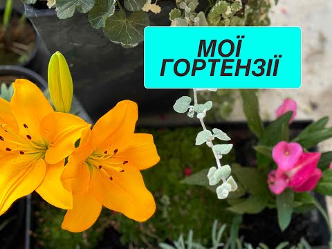 Видео: Садимо перші КВІТИ - і не тільки