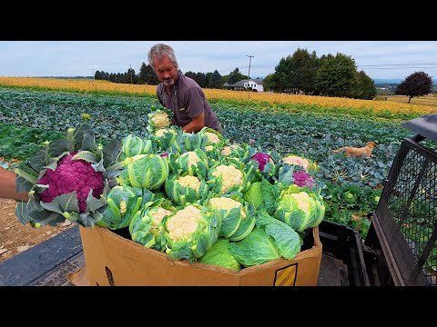 Видео: Этот урожай привлекает внимание!
