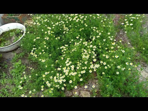 Видео: Изюм  21 мая 2025 г.