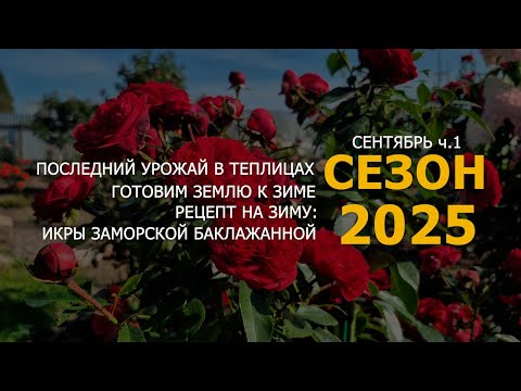 Видео: СЕНТЯБРЬ/ЧТО ОСТАЛОСЬ В ТЕПЛИЦАХ/РАБОТЫ НА УЧАСТКЕ/ГОТОВИМ ПОТРЯСАЮЩУЮ ИКРУ ИЗ БАКЛАЖАНОВ/ЧАСТЬ 1