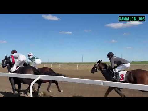 Видео: Скачки в Кунбатаре 27.09.2025 1600м кобылы 3-х лет 