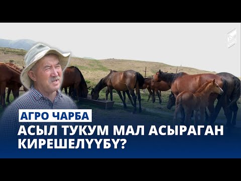 Видео: Асыл тукум мал асыраган кирешелүүбү? // АГРО ЧАРБА