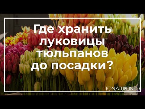 Видео: Где хранить луковицы тюльпанов до посадки? | toNature.Info
