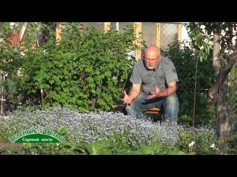 Видео: Незабудка садовая  яркая полянка на участке