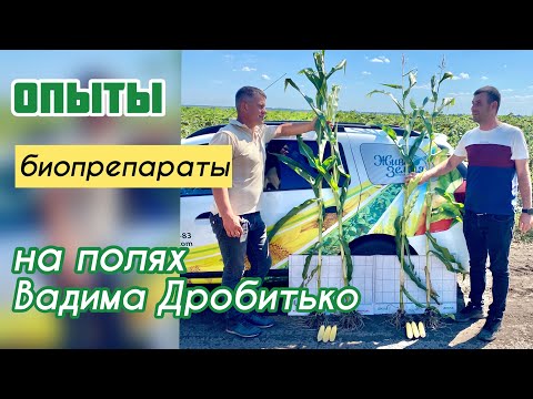 Видео: Опыты с биопрепаратами на полях Вадима Дробитько