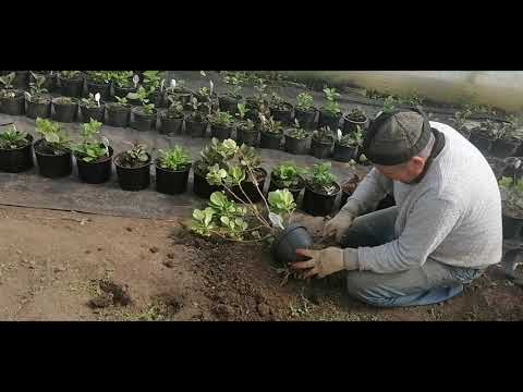 Видео: Хлороз гортензии  причина у нас такая