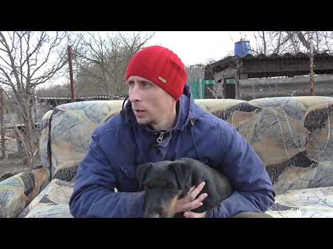 Видео: Ягдтерьер Хан и пару слов о породе на мой взгляд!