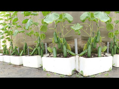 Видео: Всего один небольшой трюк — и выращивание огурцов даст такой урожай, что ваши соседи будут удивлены.