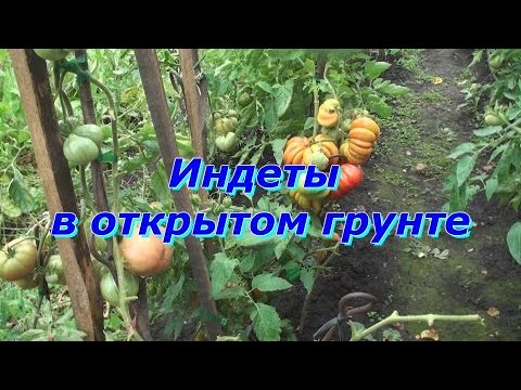 Видео: Можно ли сажать индеты в открытый грунт? Вот вам мой ответ !
