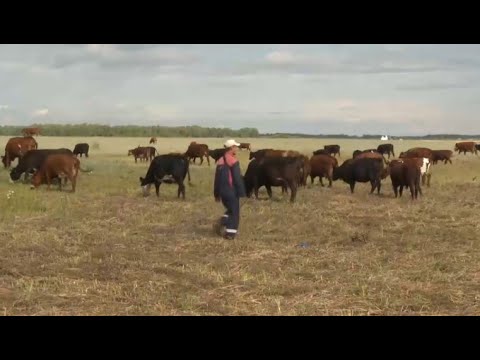 Видео: 18 жастағы бақташы айына 500 мың теңге тауып отыр